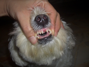 girby-tooth
